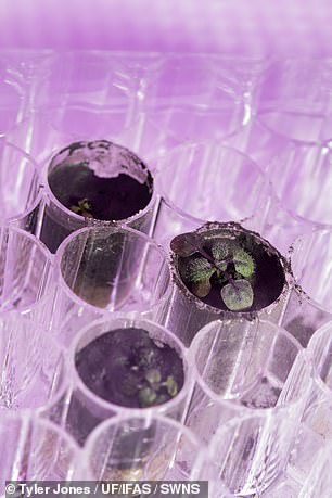 To their delight, the researchers found that almost all of the seeds have germinated